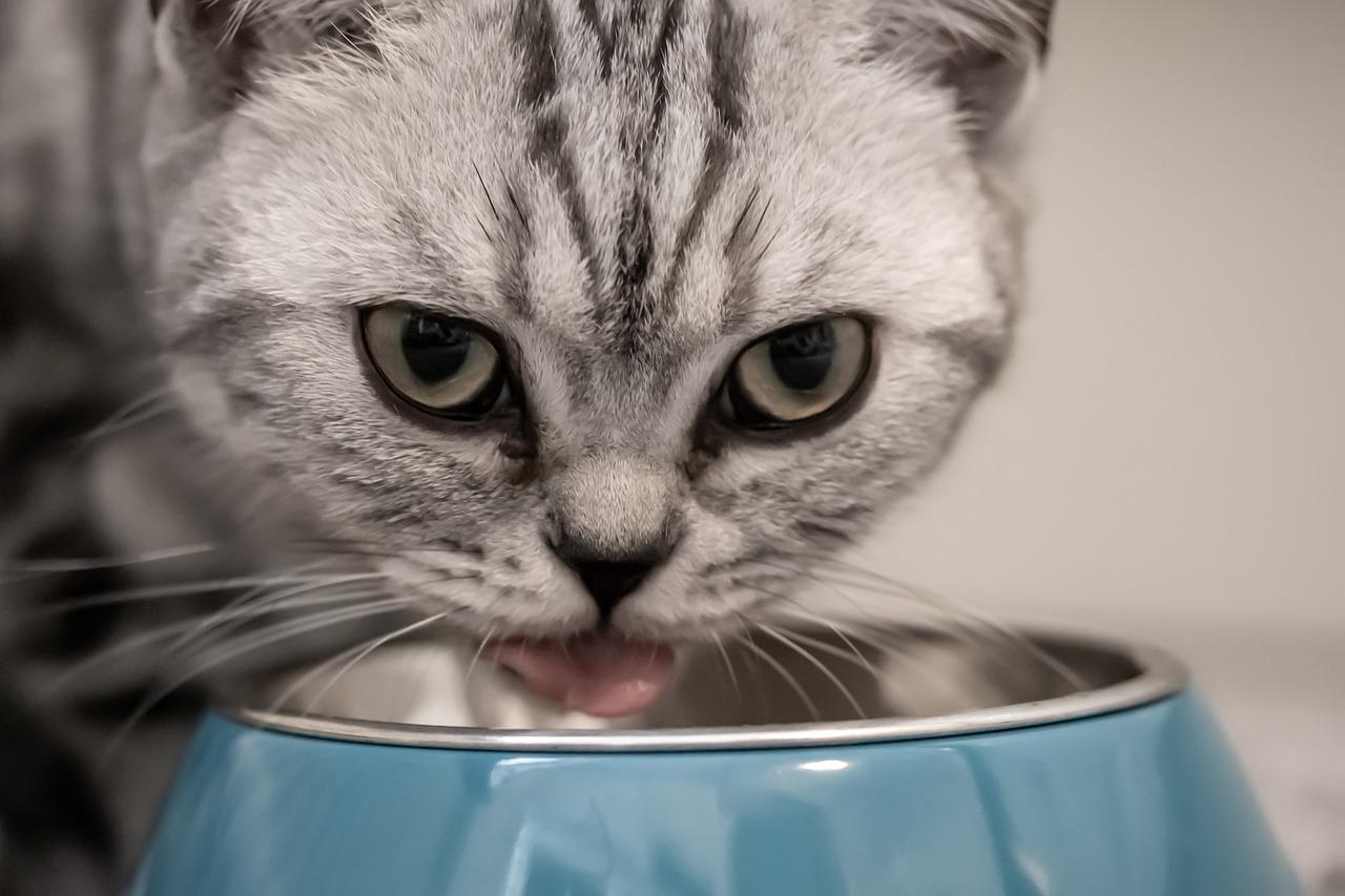 mity na temat suchej karmy dla kotów